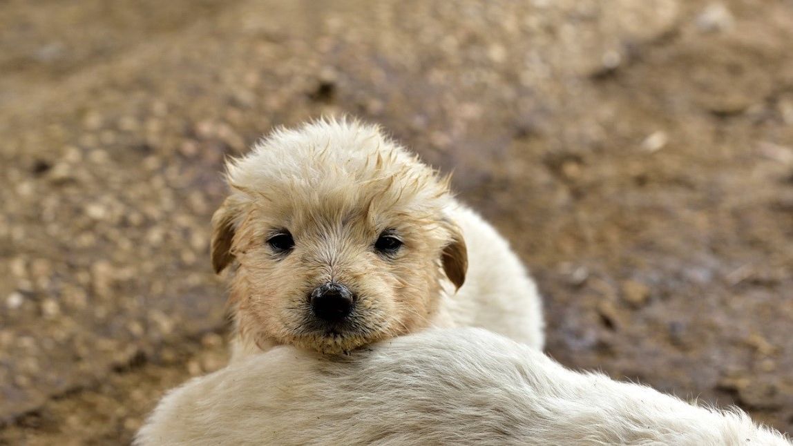 Los Perros Sienten La Temperatura Como Los Humanos