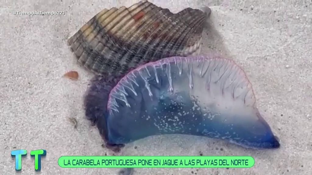 Aumenta la alerta de la carabela portuguesa en las playas de España: qué hacer si te pican