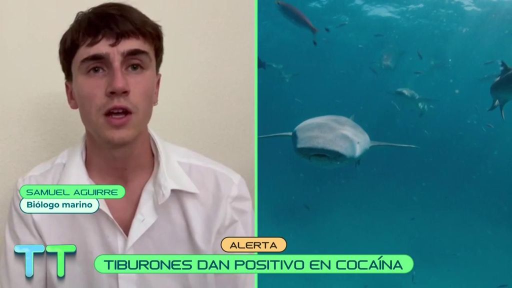 El inquietante motivo por el que algunos tiburones han dado positivo en cocaína: “Se vierte mucha droga”