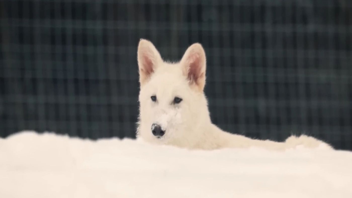 lobo