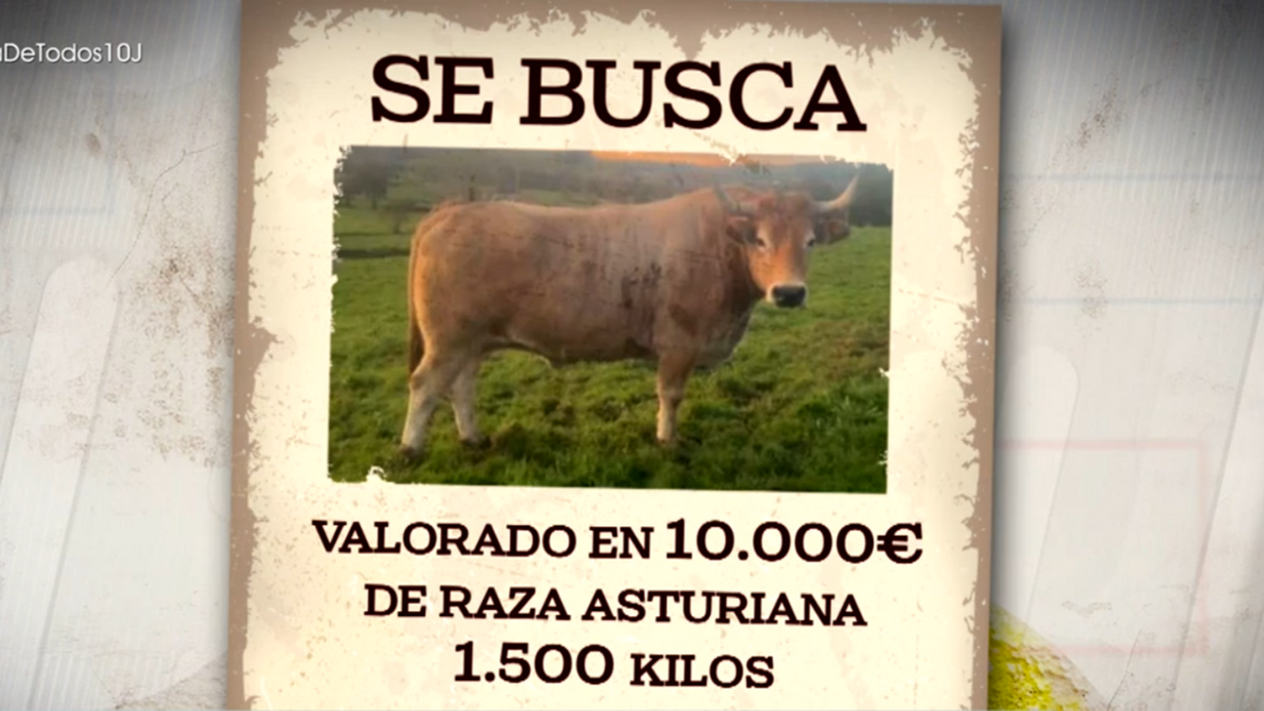 roban un buey de 1 500 kilos valorado en 10 000 euros en vizcaya era el mas espectacular sabian a lo da39 3
