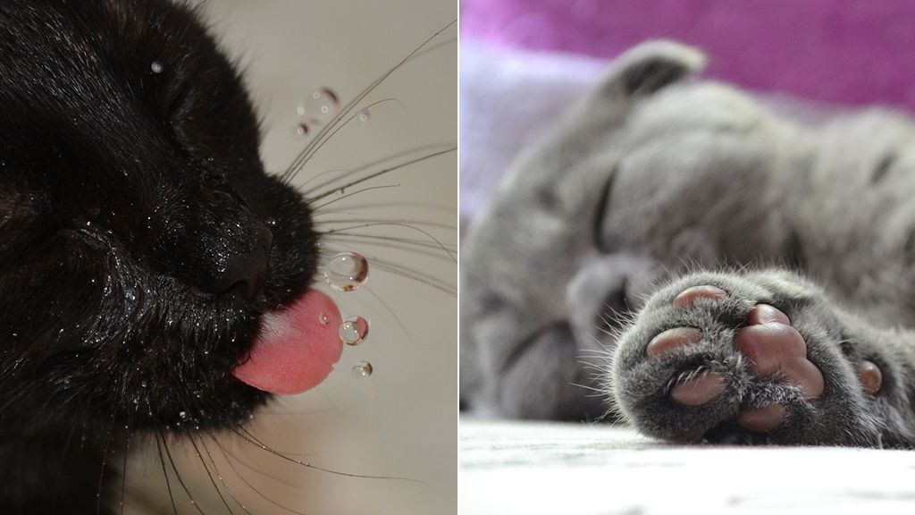 gato1