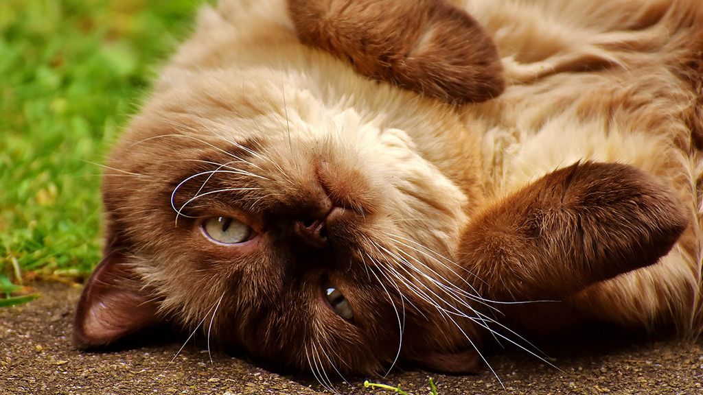 gato5
