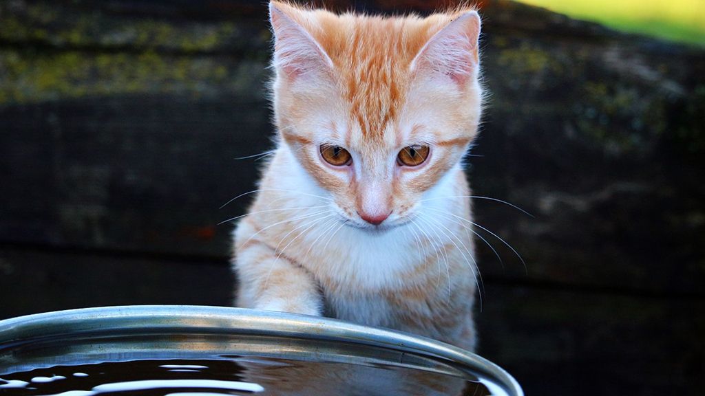 gato 3