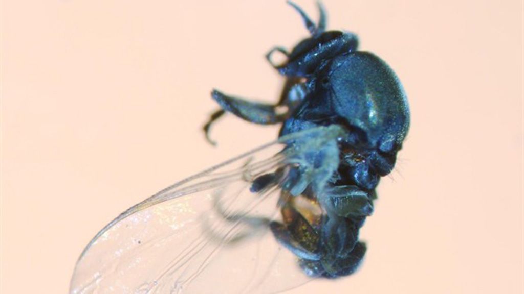 mosca negra3