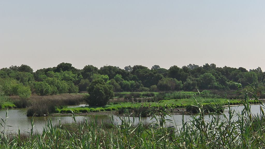 doñana 3