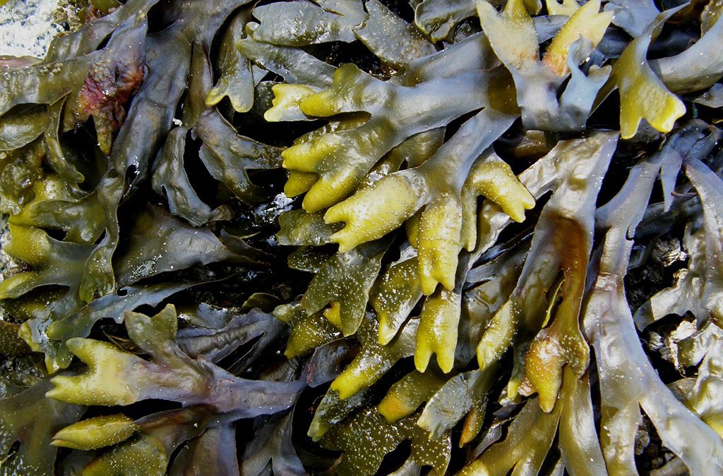 alga