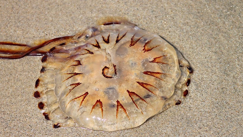 medusas 2