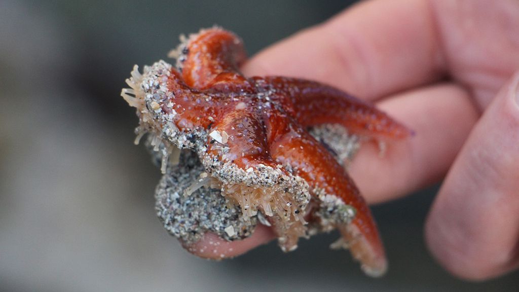 estrella de mar 4