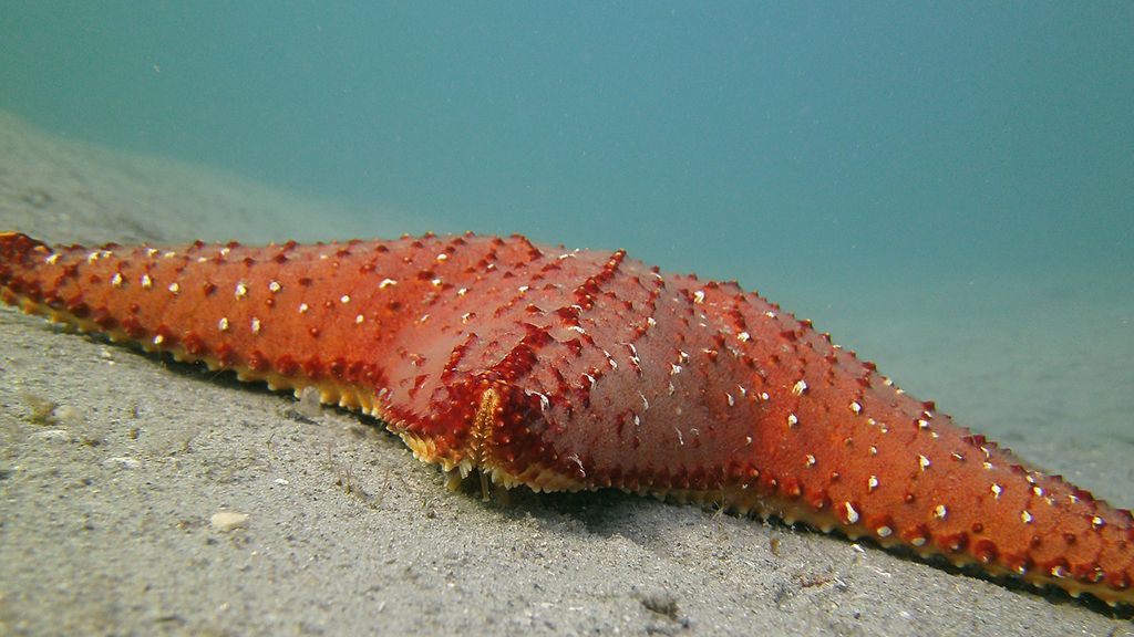 estrella de mar 6