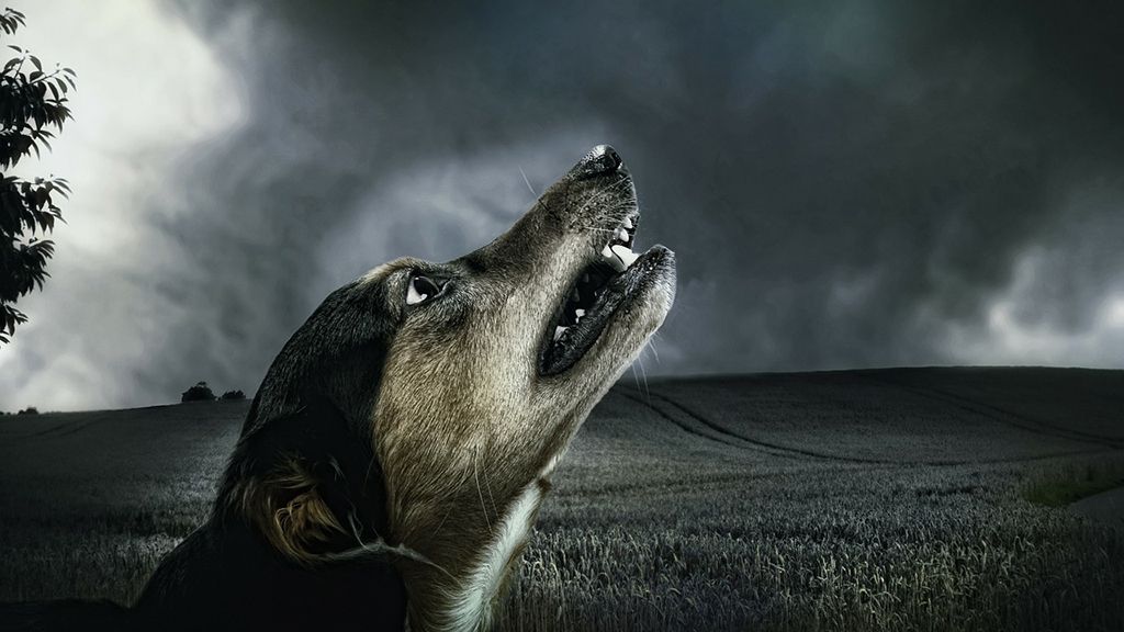 dogstorm3