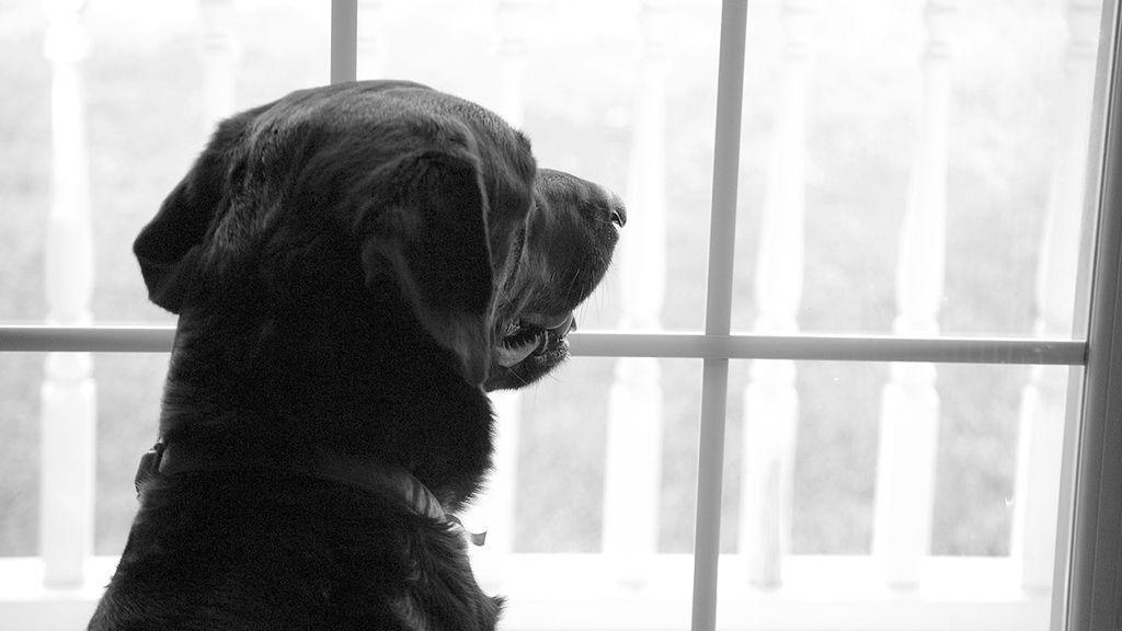 labrador-retriever-2418176_1280