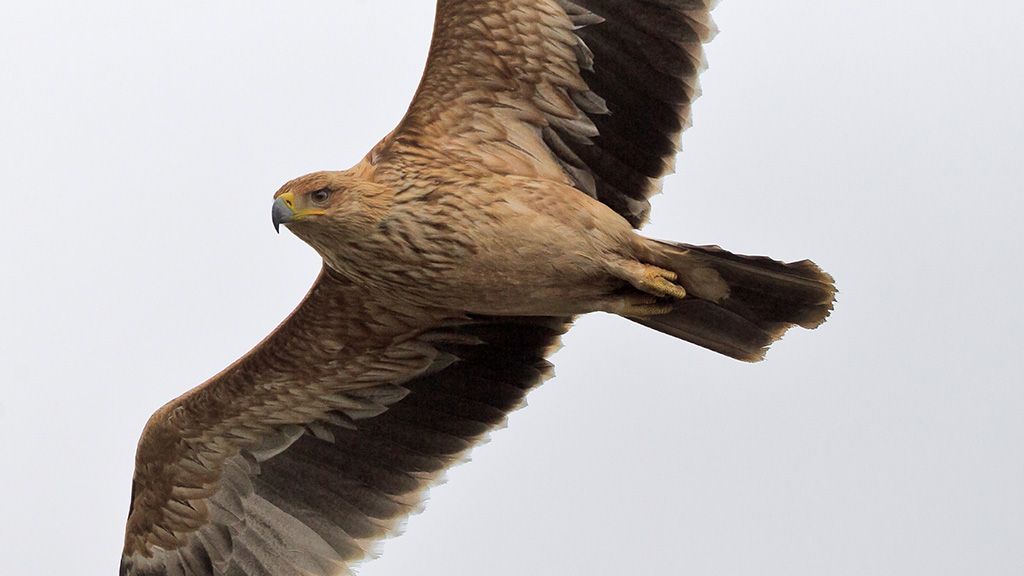 aguila