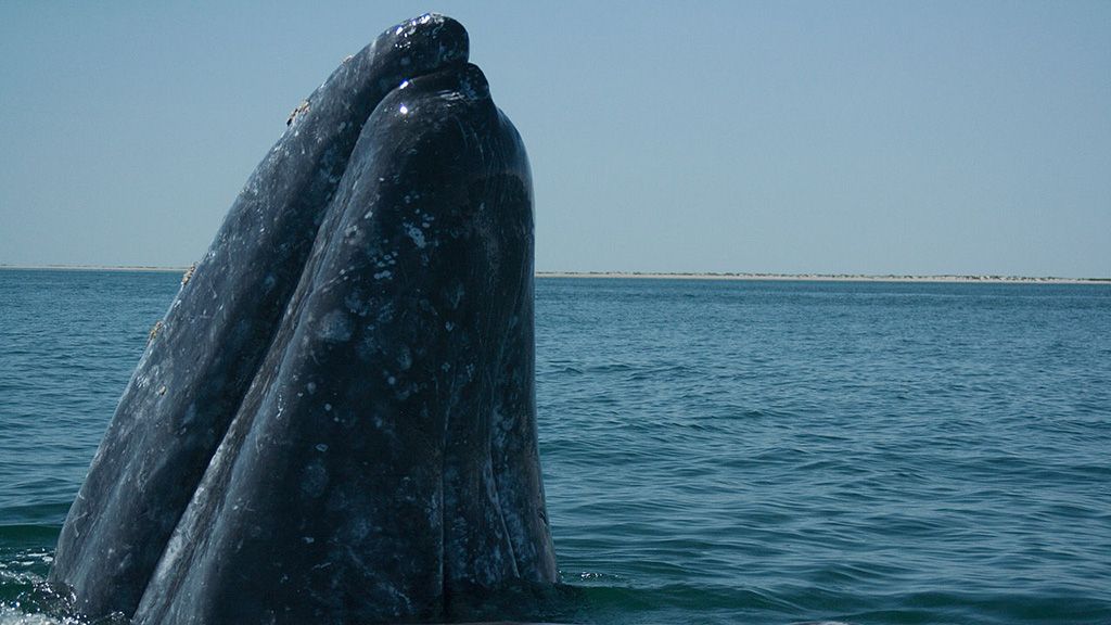 ballena gris