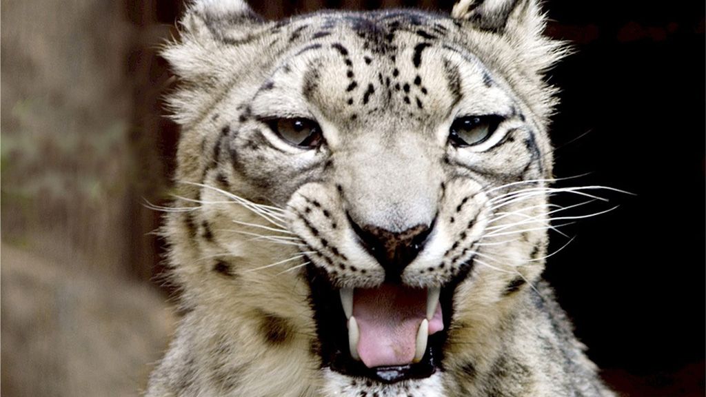 leopardo de las nieves
