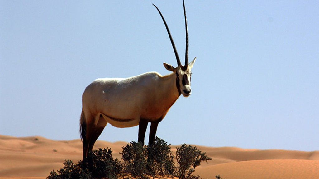oryx