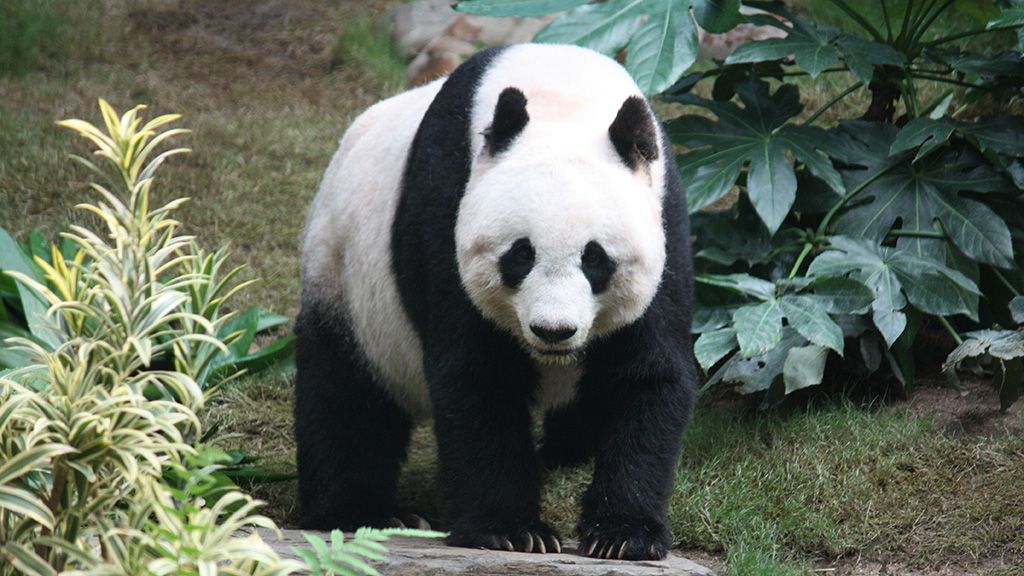 panda