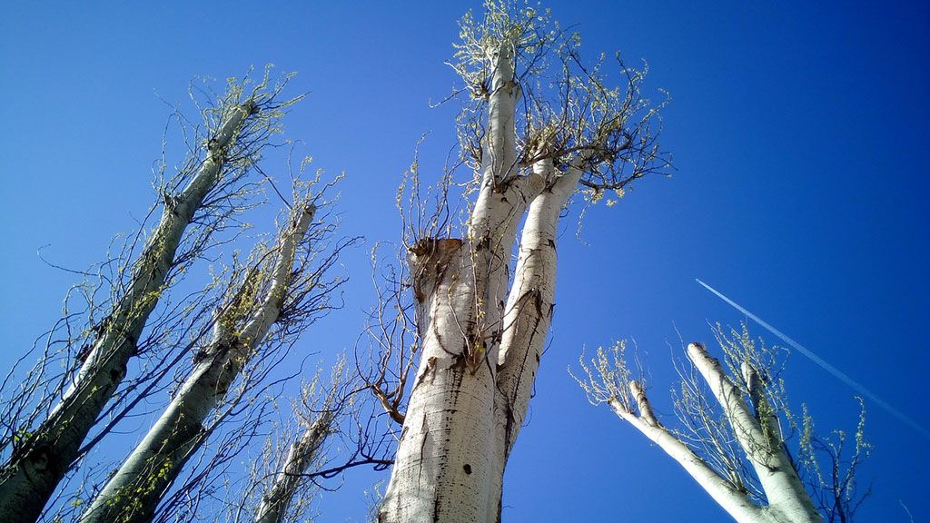 arbol otoño