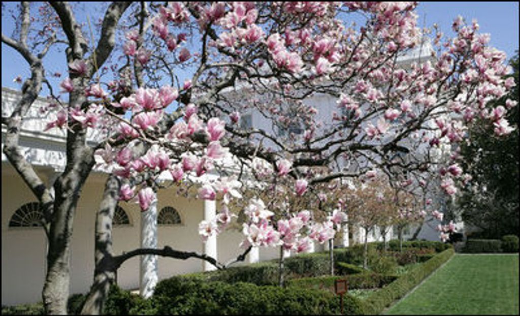 MAGNOLIA 2