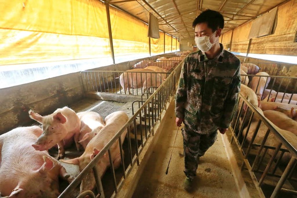 Brote de un virus porcino en China