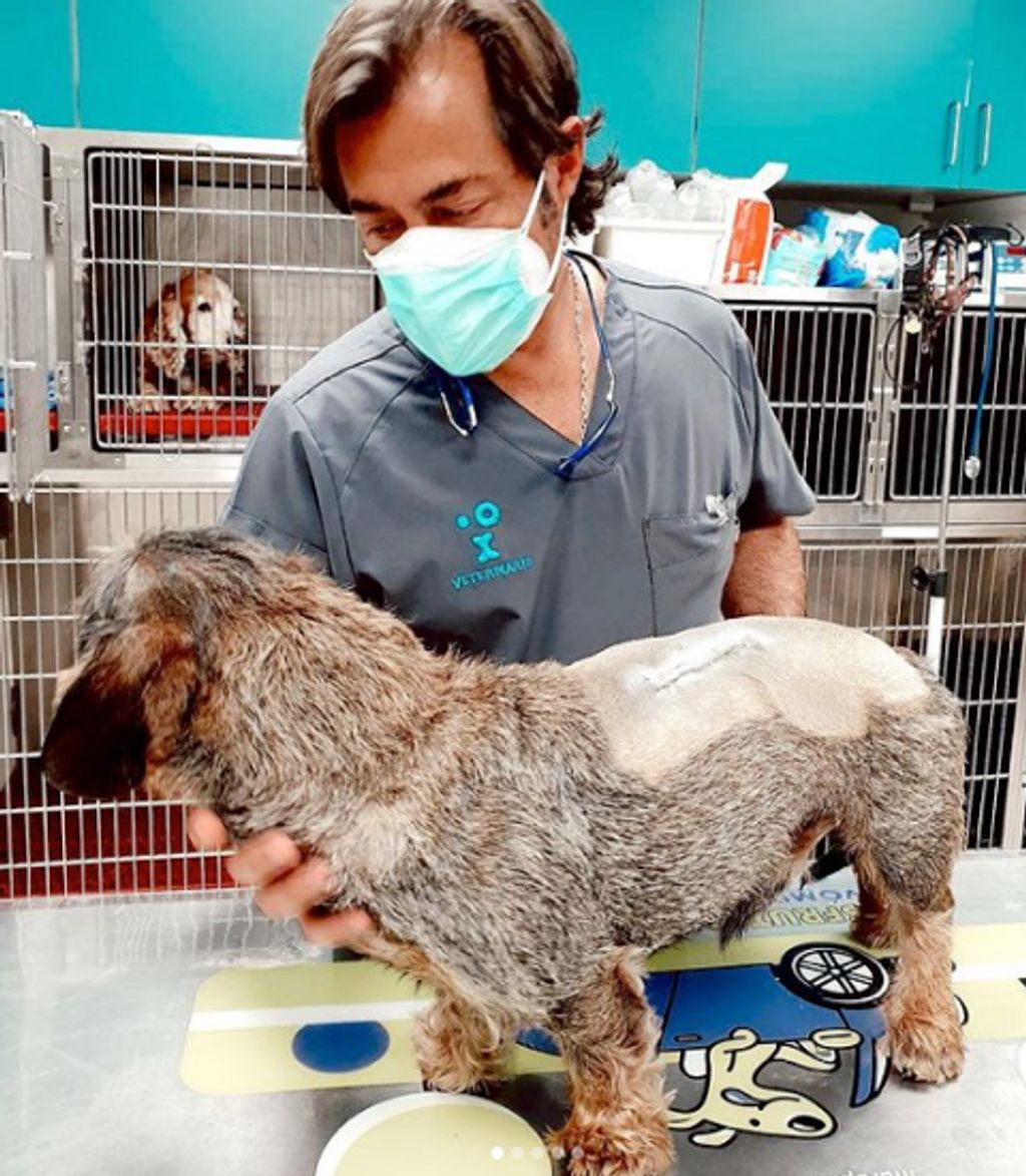 FOTO4 Fernando Pérez -veterinario-