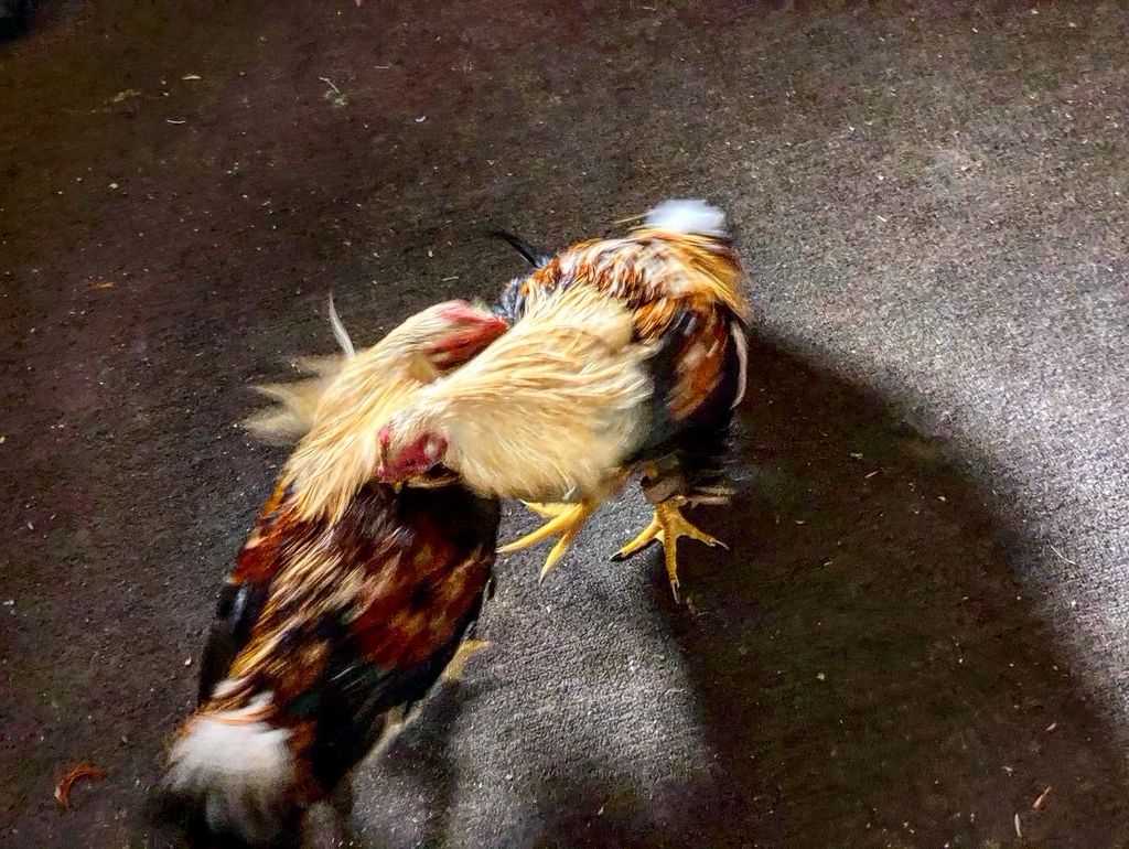 Peleas de gallos en Venezuela