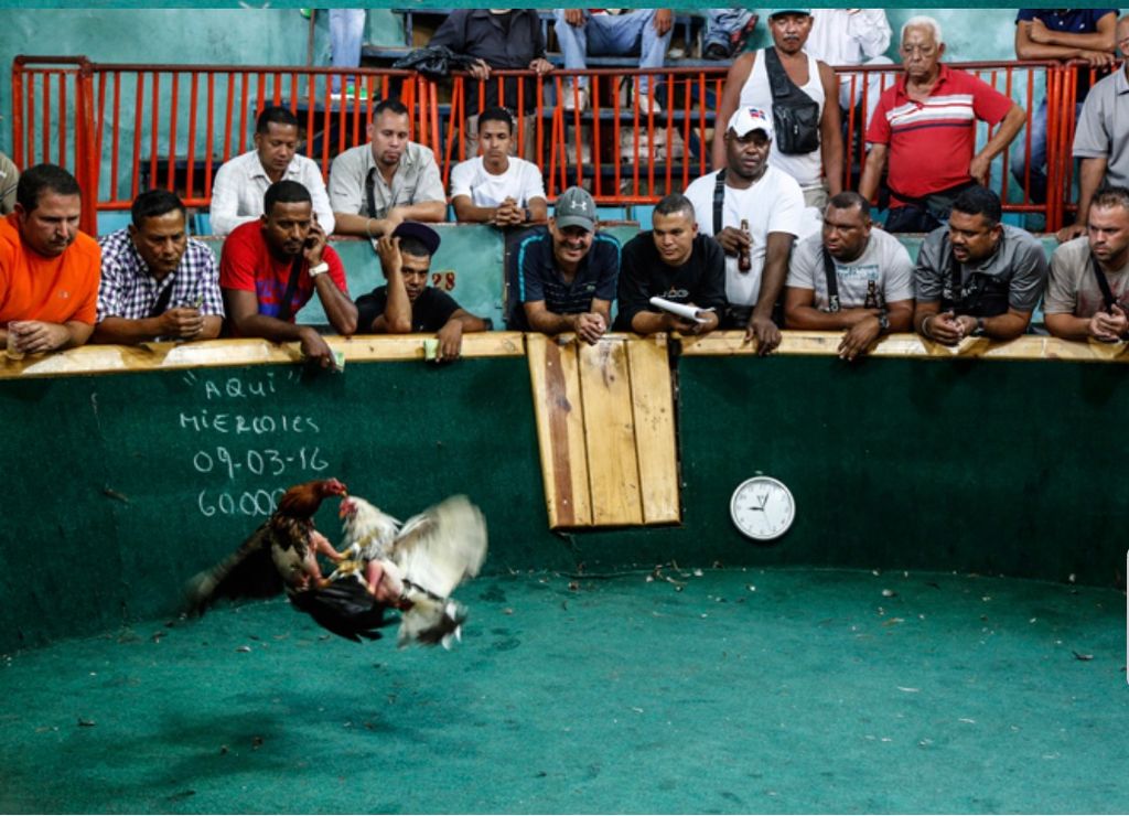 PELEAS DE GALLOS EN VENEZUELA