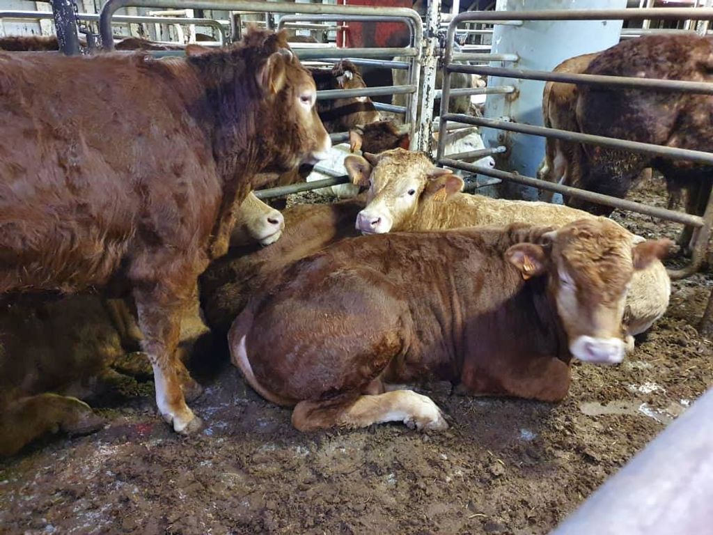 animales dentro barco