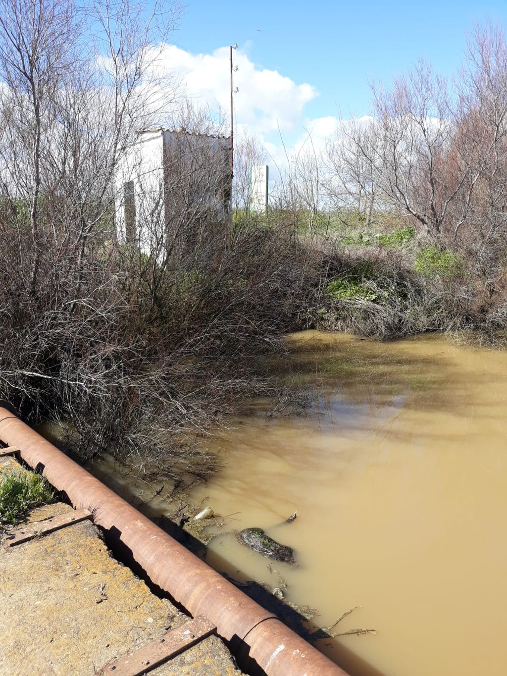 EL CADáVER DEL LINCE EN EL CAñO GUADIAMAR