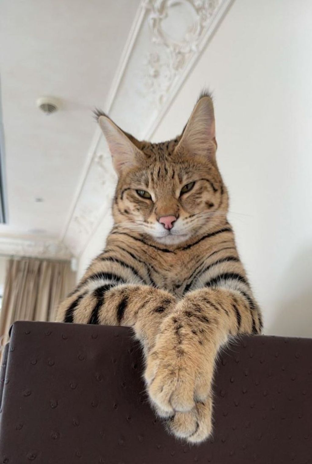 Gato de Alix