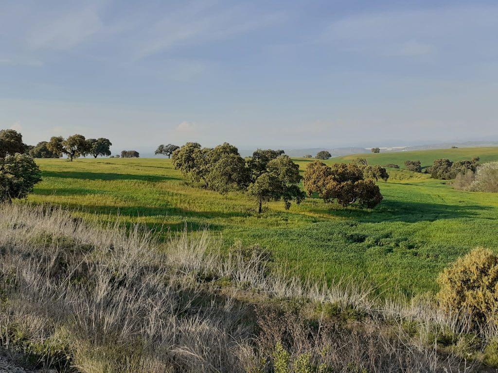 Encinas