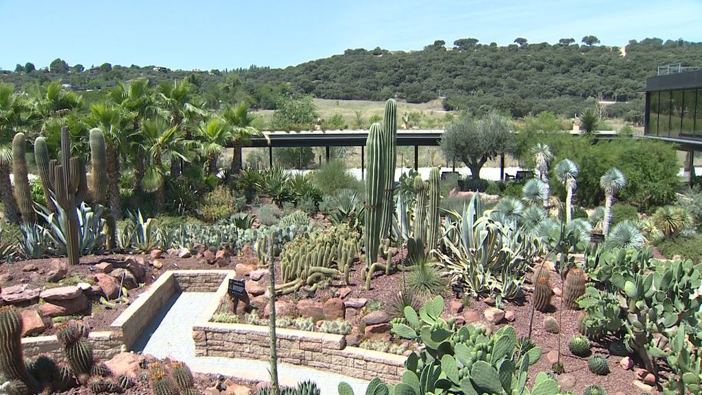 Un jardín de cactus
