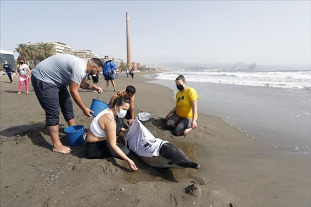 Varios bañistas ayudan a un delfín varado en la playa de la Misericordia.