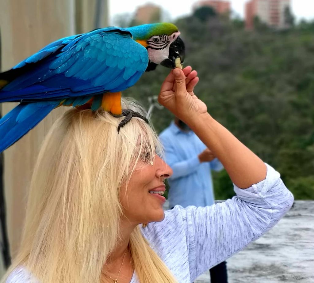 Carmen Borges alimentas a las guacamayas desde hace 10 años