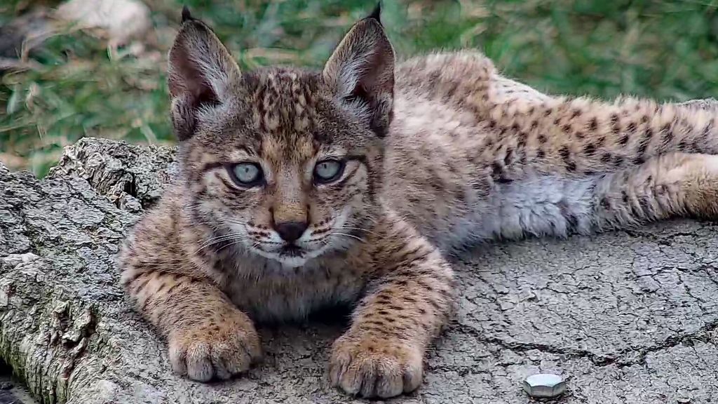 Lince Ibérico