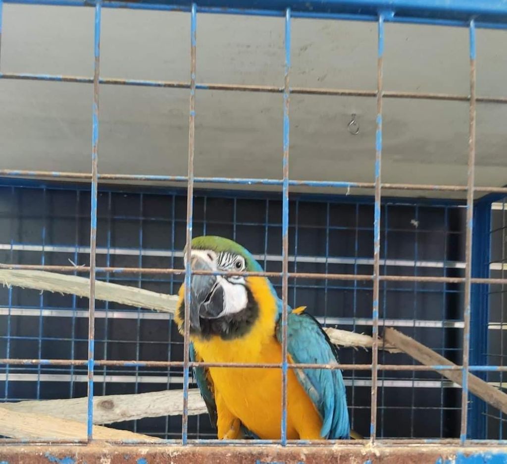 Paco en la jaula.