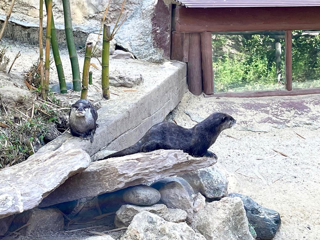 Nutria