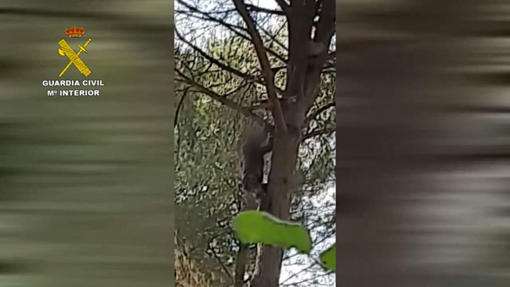 El cazador furtivo en la copa del árbol