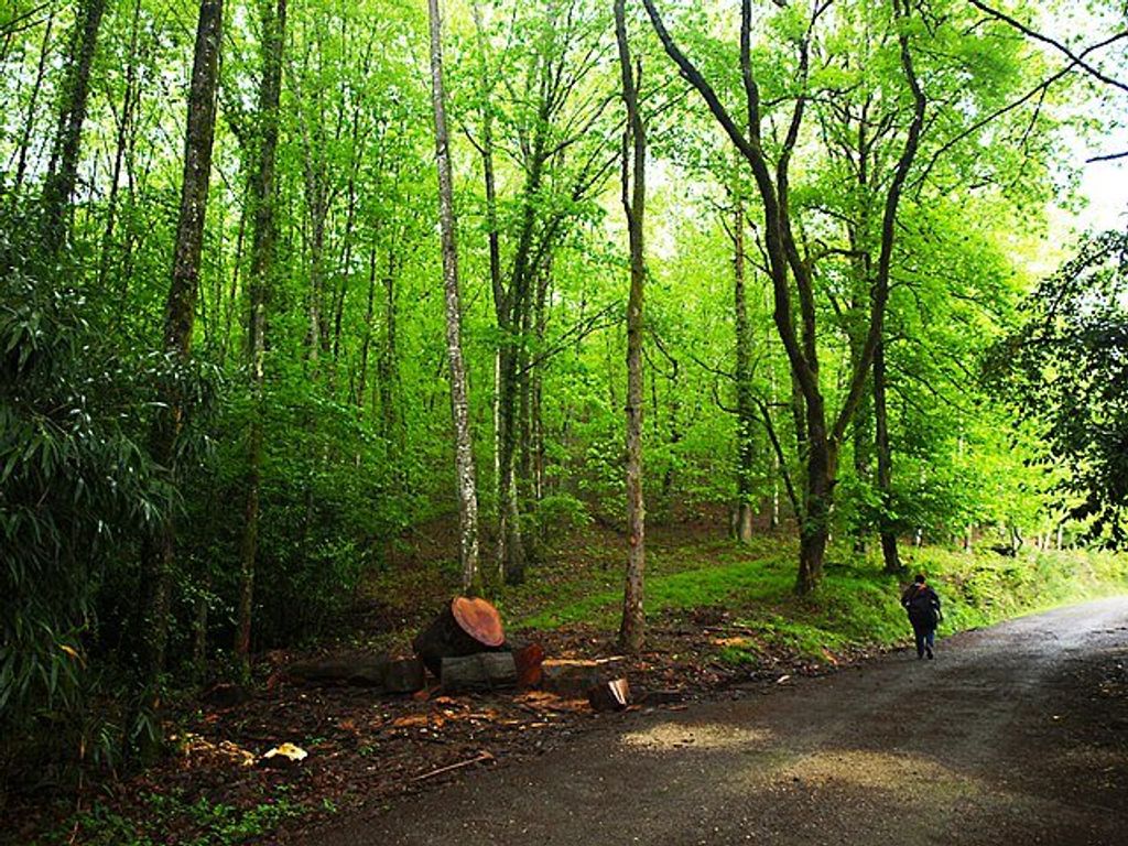 BOSQUE-SEÑORIO-BERTIZ