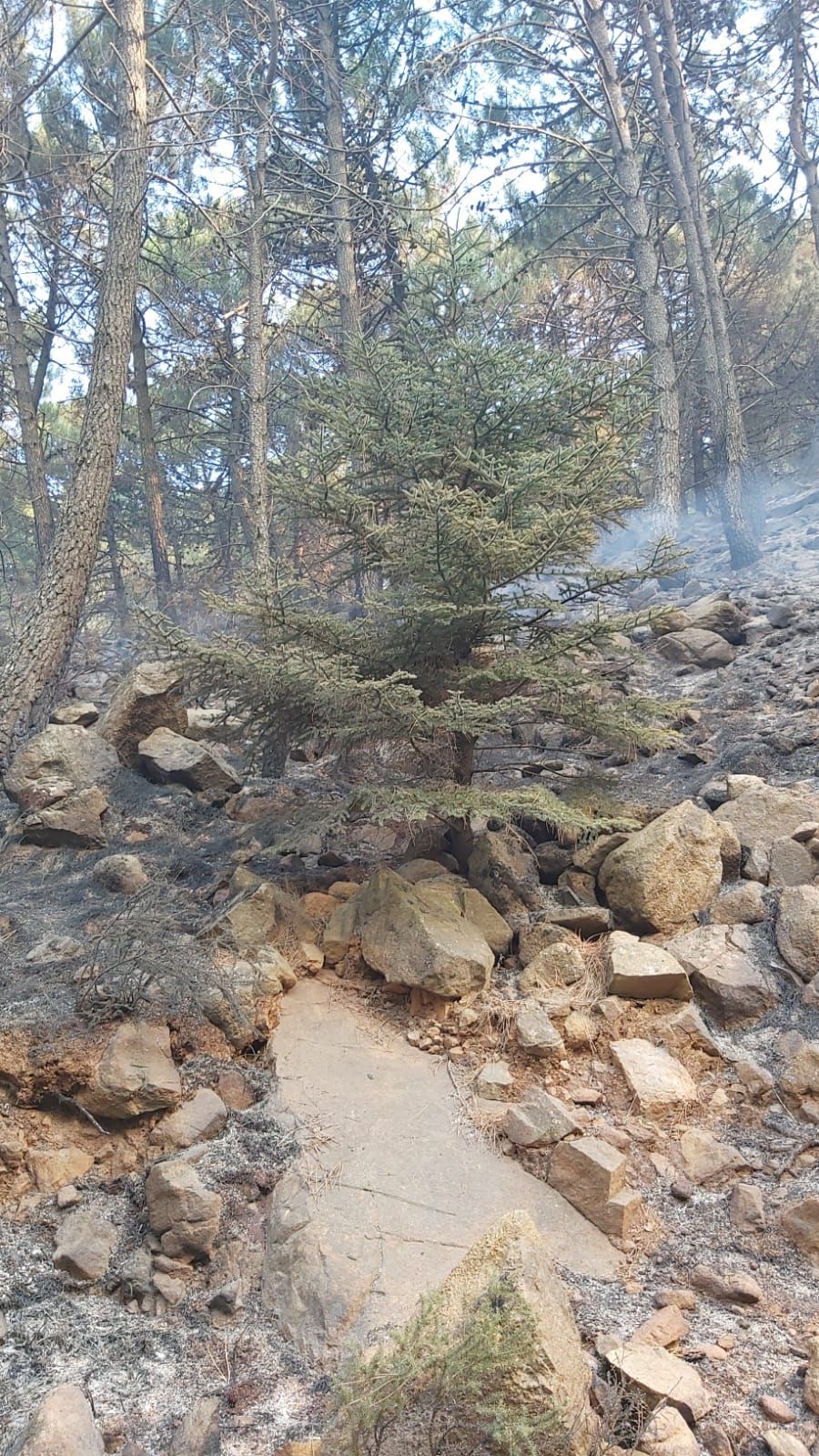 EL FUEGO A LOS PIES DE LOS PINSAPOS.