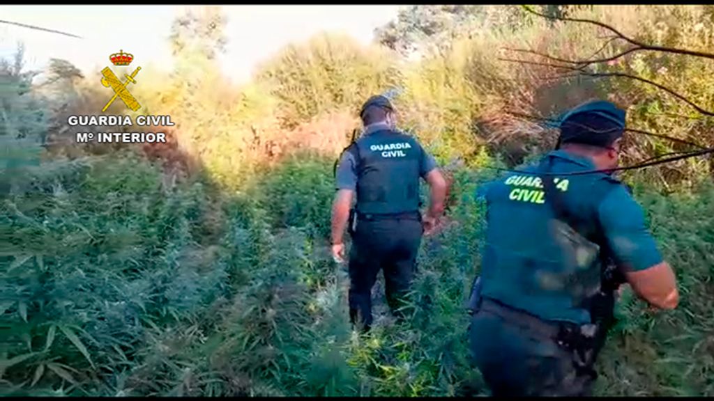 INCAUTACION MARIHUANA CADIZ