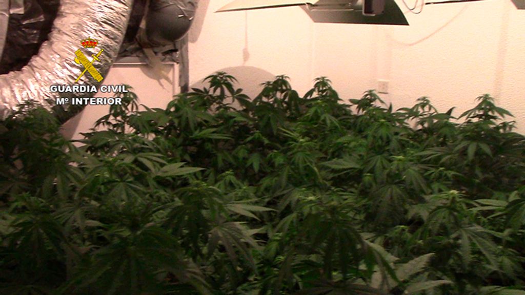 INCAUTACION MARIHUANA CADIZ (8)
