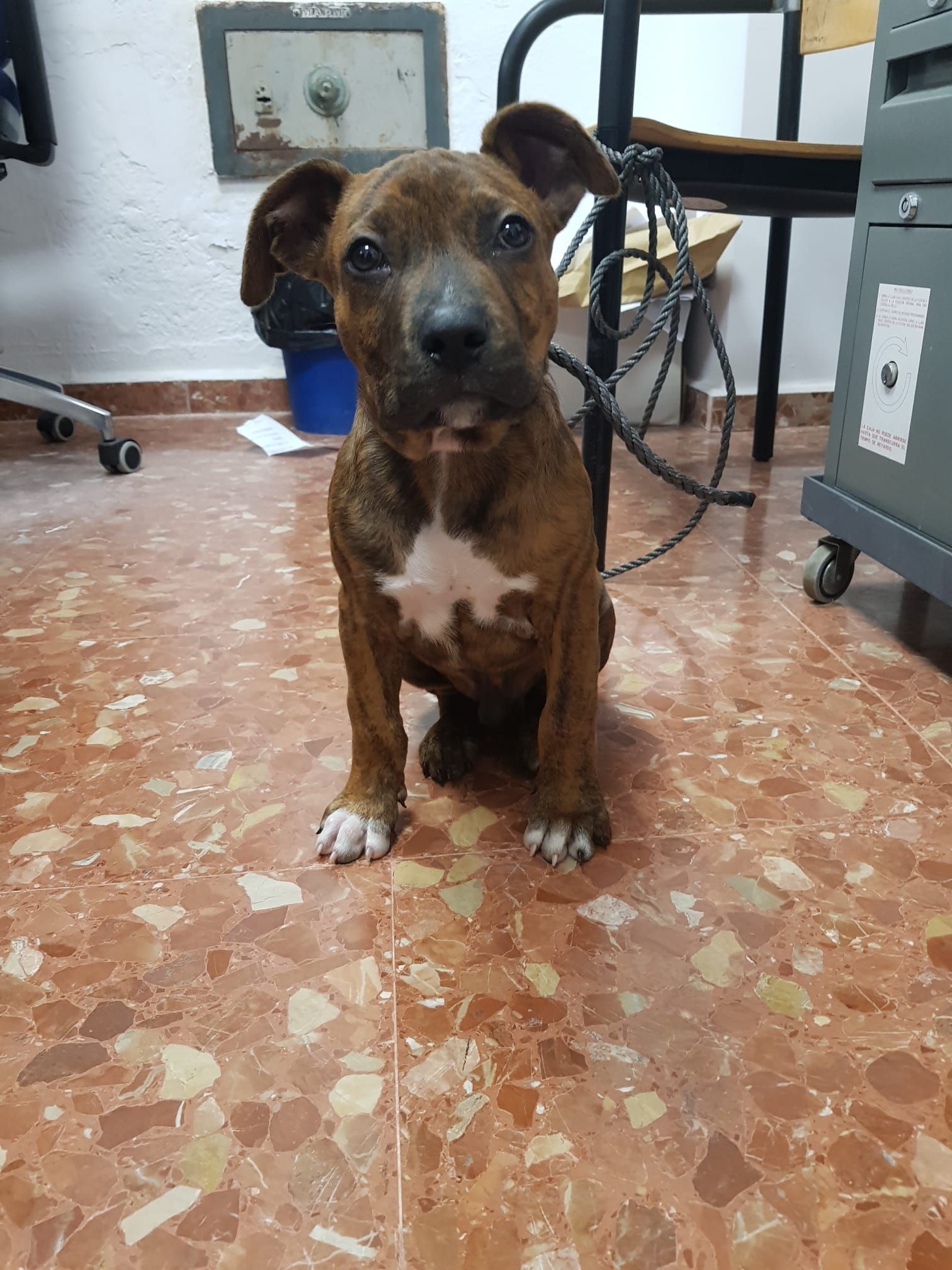 RES, EL PERRO QUE LLEGó EN PATERA.