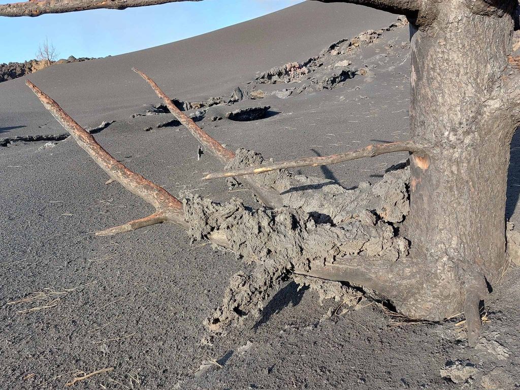 ARBOL RESISTENTE A VOLCANES 03