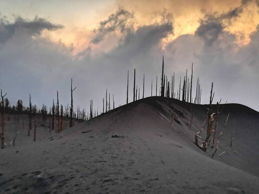 GRUPO DE áRBOLES EN PIE EN LA ZONA DE LA ERUPCIóN DE LA PALMA.