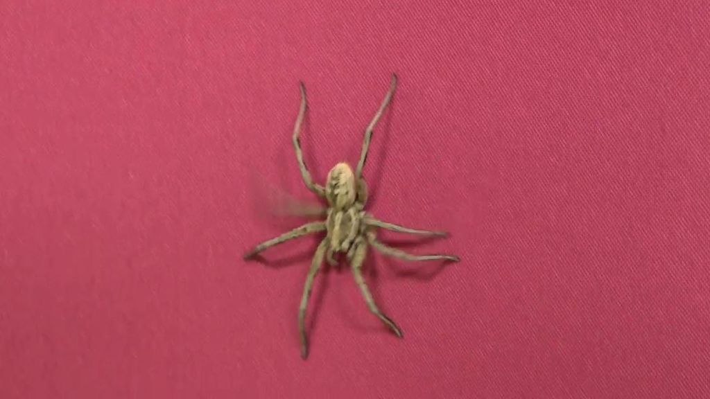 Una araña siembra el caos