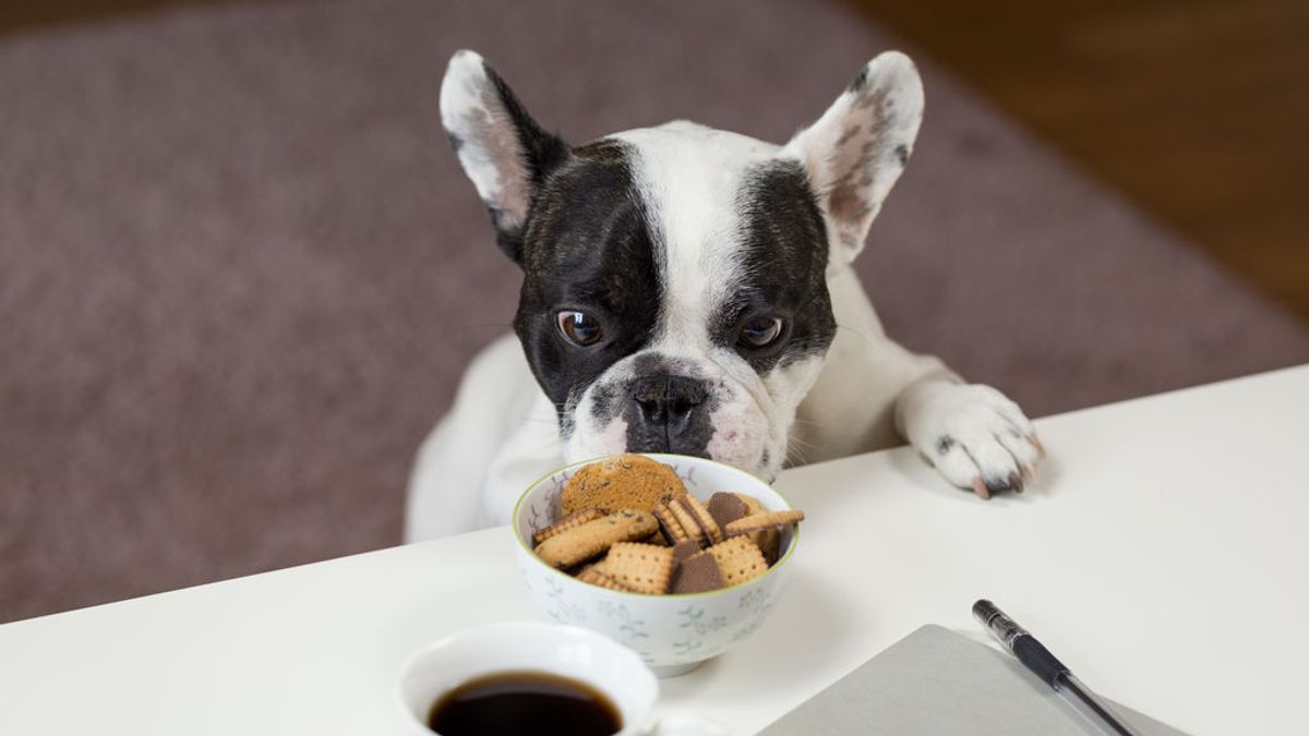 La dieta vegana y los perros: ¿se interpone su instinto carnívoro?
