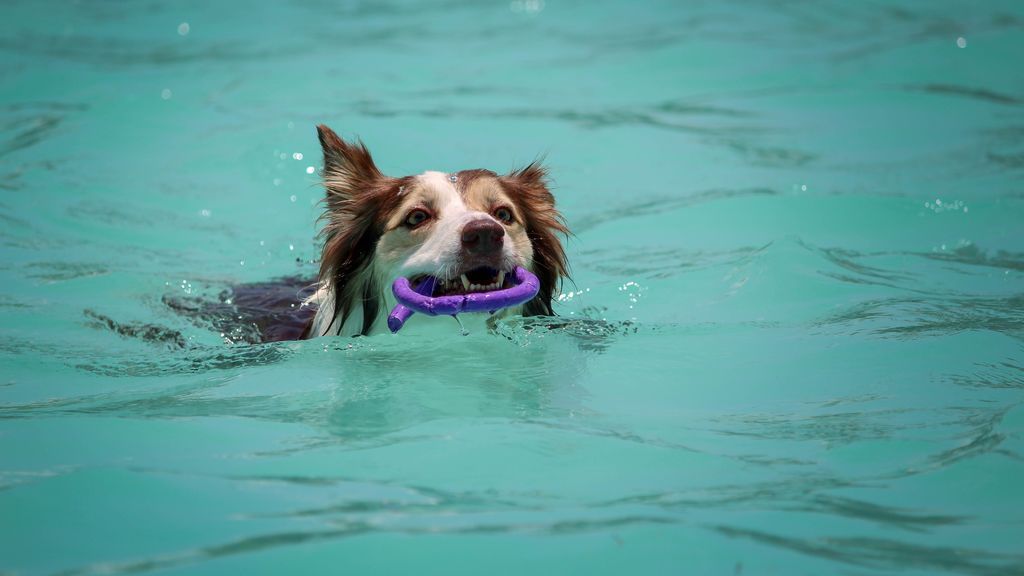 Agua, sombra y comidas ligeras, tus mejores aliados para salvar a tu mascota de la ola de calor