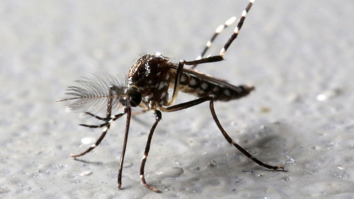 Demuestran por primera vez que el SARS-CoV-2 no es transmitido por mosquitos
