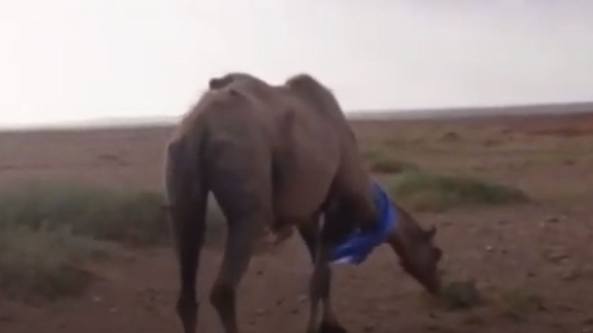 Un camello atraviesa 100 kilómetros de desierto para volver con sus antiguos dueños tras el maltrato en su nuevo hogarUn